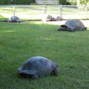 ALDABRA BREEDER