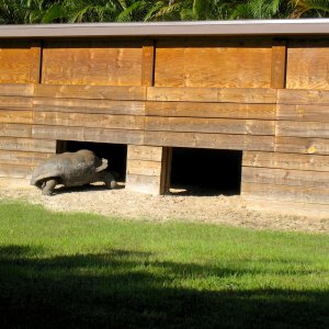 ALDABRA BREEDER
