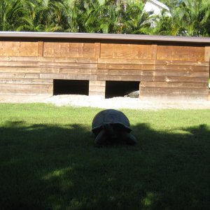 ALDABRA BREEDER
