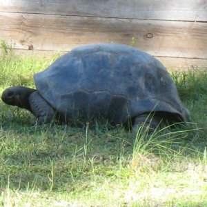ALDABRA BREEDER