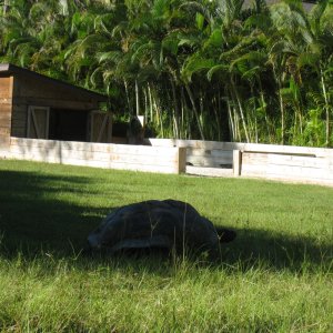 ALDABRA BREEDER