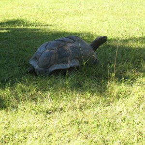ALDABRA BREEDER