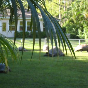 ALDABRA BREEDER