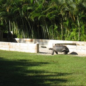 ALDABRA BREEDER