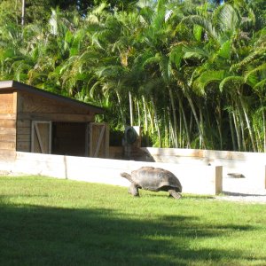 ALDABRA BREEDER