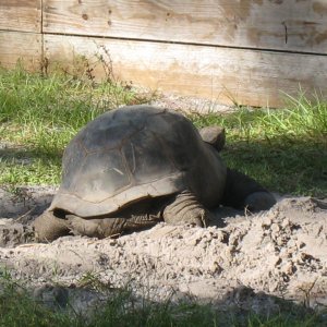 ALDABRA BREEDER