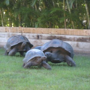 ALDABRA BREEDER