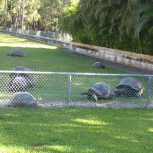 ALDABRA BREEDER