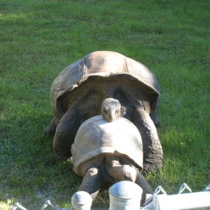 ALDABRA BREEDER