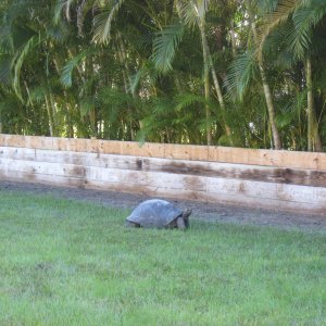 ALDABRA BREEDER