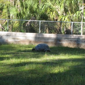 ALDABRA BREEDER