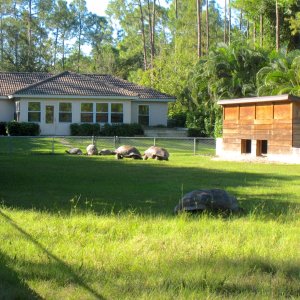 ALDABRA BREEDER