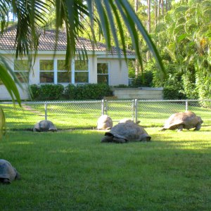 ALDABRA BREEDER