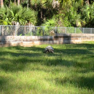 ALDABRA BREEDER
