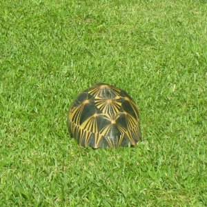 ALDABRA BREEDER