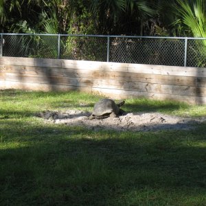 ALDABRA BREEDER