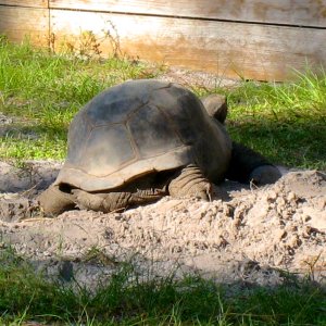 ALDABRA BREEDER