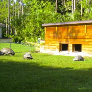 ALDABRA BREEDER