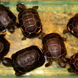 ALDABRA BREEDER