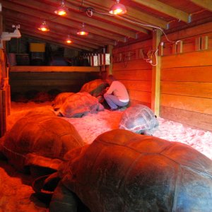 ALDABRA BREEDER