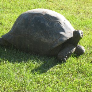 ALDABRA BREEDER