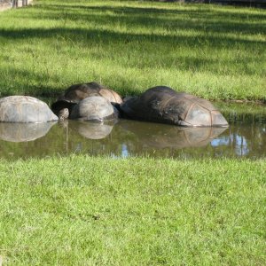 ALDABRA BREEDER