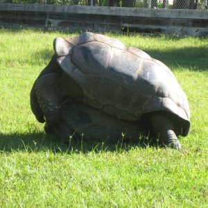 ALDABRA BREEDER