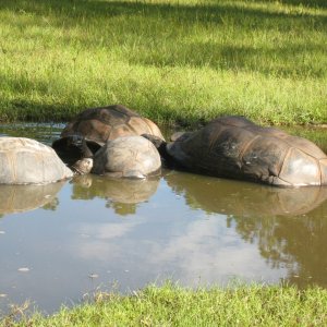 ALDABRA BREEDER