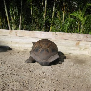 ALDABRA BREEDER