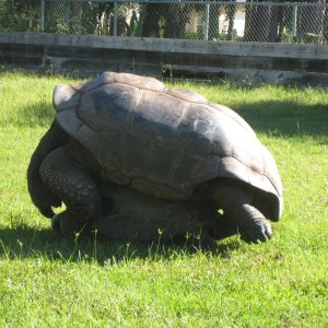 ALDABRA BREEDER