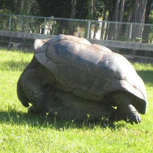 ALDABRA BREEDER