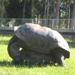 ALDABRA BREEDER