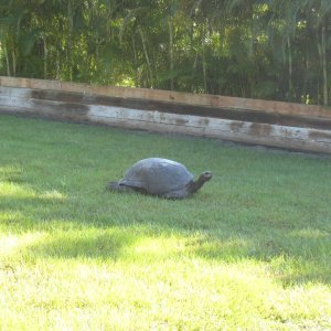 ALDABRA BREEDER