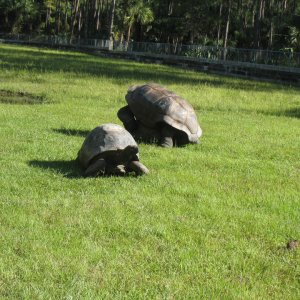 ALDABRA BREEDER