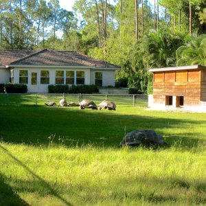 ALDABRA BREEDER