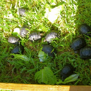 ALDABRA BREEDER