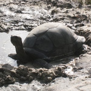 ALDABRA BREEDER