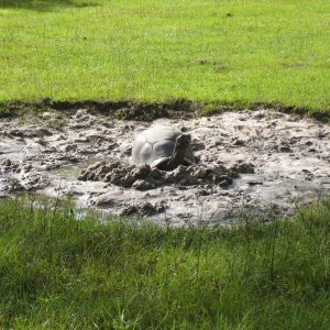 ALDABRA BREEDER