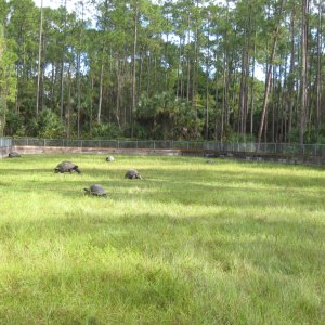 ALDABRA BREEDER