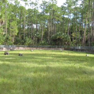 ALDABRA BREEDER