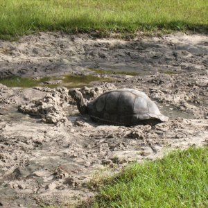 ALDABRA BREEDER