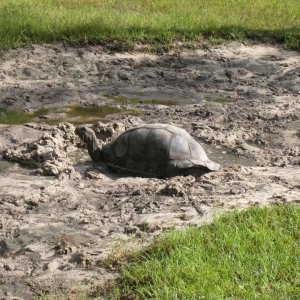 ALDABRA BREEDER