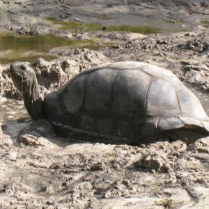 ALDABRA BREEDER