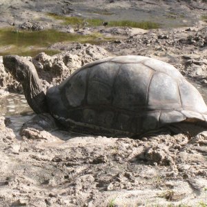 ALDABRA BREEDER