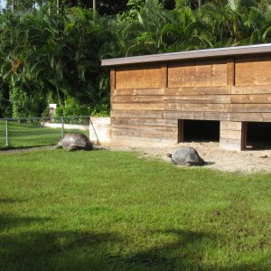 ALDABRA BREEDER