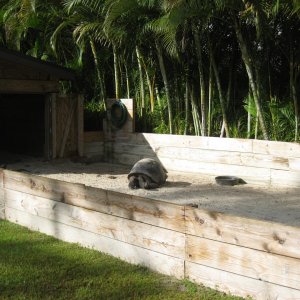 ALDABRA BREEDER