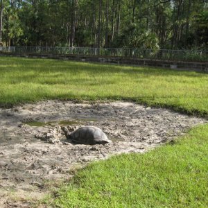 ALDABRA BREEDER