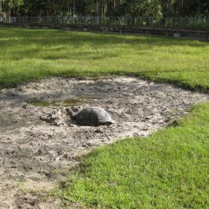 ALDABRA BREEDER