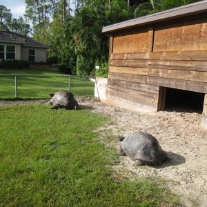 ALDABRA BREEDER