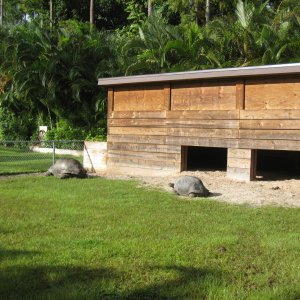 ALDABRA BREEDER